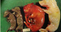 怀孕母猪产下的死胎.png